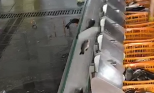 探索自動檢重秤在冷凍魚與活魚重量分選中的卓越應用